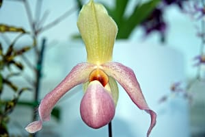 female,anatomy,education