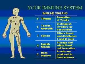 immune,system,pharmacy